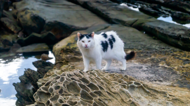 photo of cats in the rocks on the sea coast