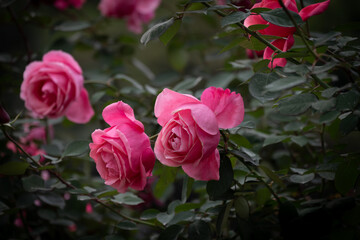Beautiful red rose garden, festival background material.