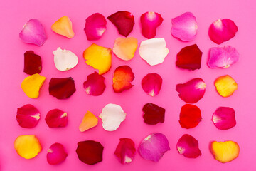 pink bright background with colored rose petals