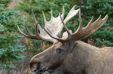Naklejka na ściany i meble Alaska Yukon Bull Moose in Denali National Park in Autumn