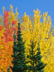 Fototapeta premium 576-29 Fall Color & Conifers
