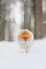fluffy spitz in winter runs along a forest path. winter, snowfall, white landscape. dog walks in the woods. pet