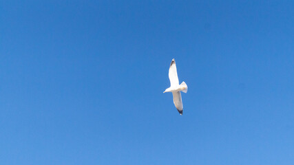 a bird fliying in the sky