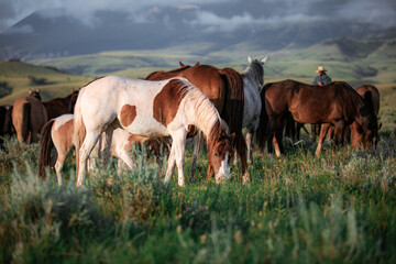 Paint pony with ranch horse herd in Montana grazing in front of the Pryor Mountains near billings...