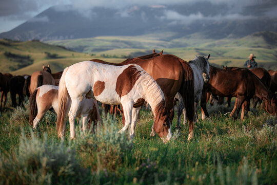 Paint pony with ranch horse herd in Montana grazing in front of the Pryor Mountains near billings in the summer.