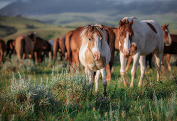Paint pony with ranch horse herd in Montana grazing in front of the Pryor Mountains near billings...