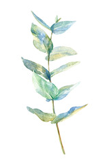  Eucalyptus branch on white background.postcard.watercolor hand drawn illustration.
