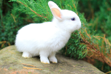 funny cute white rabbit with blue eyes.