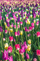 Colorful tulip beds at worlds largest tulip festival in Ottawa Canada