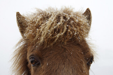 A portrait of icelandic horse in the winter time, snow on mane