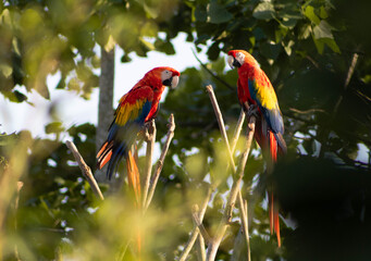 Guacamayas © ChristianCamilo