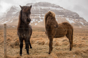 Two icelanding horses on the meadow, winter time, mountain landscape