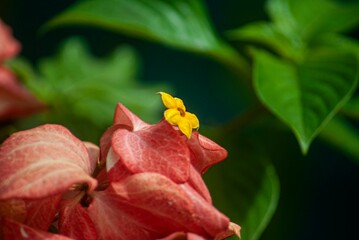 red and yellow flower - Euphorbia mili