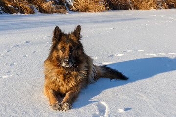 German shepherd dog lies in the snow and looks at the camera. Frosty sunny winter day.