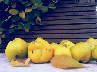 fresh quince in the tree. cydonia oblonga fruits in the orchard. agriculture in the village