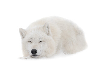 sleeping arctic wolf in winter isolated on white background