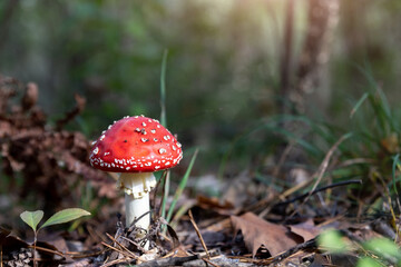 Beautiful small red and white fly agaric poisonous musroom in deep magic forest. Fairy tale scenic...