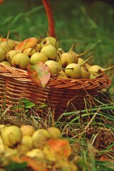 delicious pears in the bascket in the backyard. pyrus communis fruits at the farm in the village on green grass