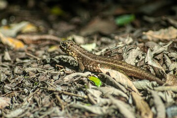 lizard on a stone