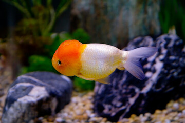 Lionhead Goldfish.
 It has a short rounded body, no dorsal fin, and in the area of the gill covers there are growths of compacted skin, outwardly resembling a raspberry berry or a lion's mane.