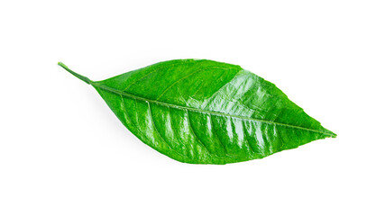 Fototapeta na wymiar Citrus leaf isolated on a white background.