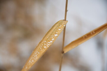 morning dew on a plant