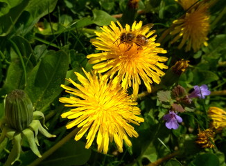 yellow dandelions and bee on a green grass background