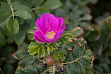 pink and yellow flower
