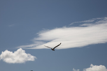 seagull in flight