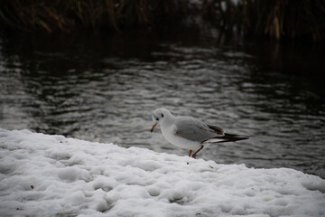 Black-headed gull (Chroicocephalus ridibundus) with winter plumage perched on snow by the water, looking sad