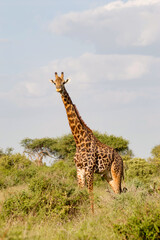 Giraffe isolated in Tsavo