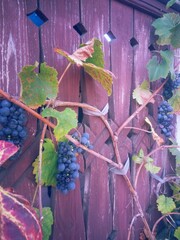 red grapes in the vine. wine harvest. organic fruits in village agriculture. old species of vitis vinifera 