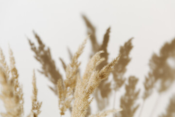 Selective focus - Blur pampas grass branch on pastel neutral beige background. Minimal, styled...