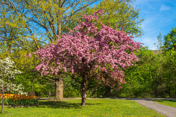 Tree exploding with pink blossoms in Ottawa Park during spring time