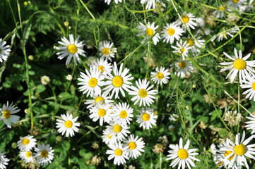 daisies on the grass in the field