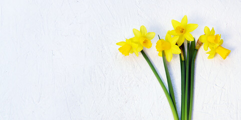 bunch of daffidils on white wooden background, copy space