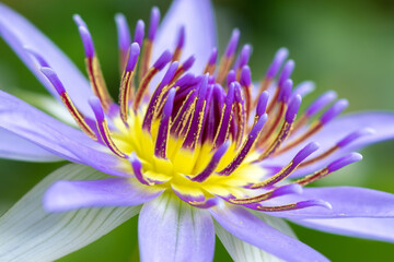 Nymphaea Colorata day blooming water lily flower and have dark blue to violet color petals, beautiful aquatic flower close up macro photo, has a great scent and use for flower offering to Lord Buddha.