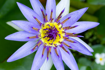 Nymphaea Colorata day blooming water lily flower and have dark blue to violet color petals, beautiful aquatic flower close up macro photo, has a great scent and use for flower offering to Lord Buddha.