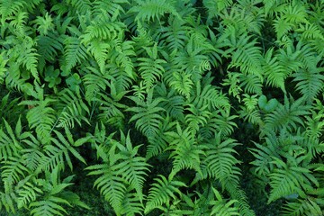 Natural background - fern leaves