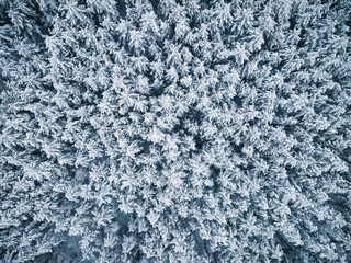 Snow Covered Spruce Trees in Woodland. Winter Season. Drone View