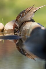 Tree sparrow (Passer montanus) drinks water. Reflection in water. Czechia. Europe.
