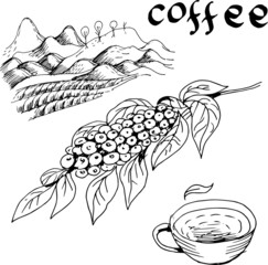 Coffee, plant, drink. Cappuccino, ristretto, breakfast. Graphic hand-drawn illustration. Print, textile, vector. Separate elements on a white background.
