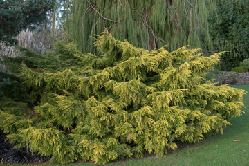 Golden Foliage of an Evergreen Juniper Shrub (Juniperus x pfitzeriana 'Carbery Gold') Growing in a Garden in Rural Devon, England, UK