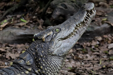 Close up crocodile is action show head in garden