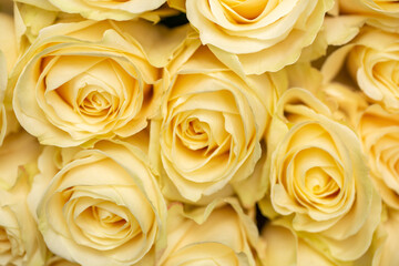 Roses for woman for special occasion