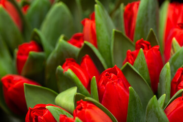Naklejka premium Fresh tulips for woman on special occasion