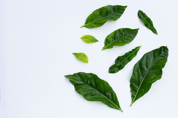 Noni or Morinda Citrifolia leaves on white background.