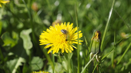 Löwenzahn im Frühling mit Biene