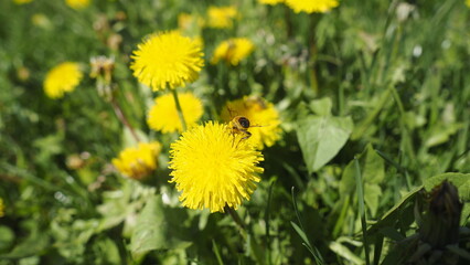 Löwenzahn im Frühling mit Biene