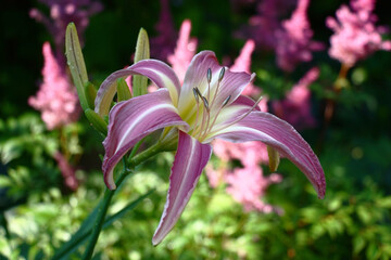 Graceful flower of a day lily of a spider with curved petals in gentle yellow and lavender tones against a other plant background.